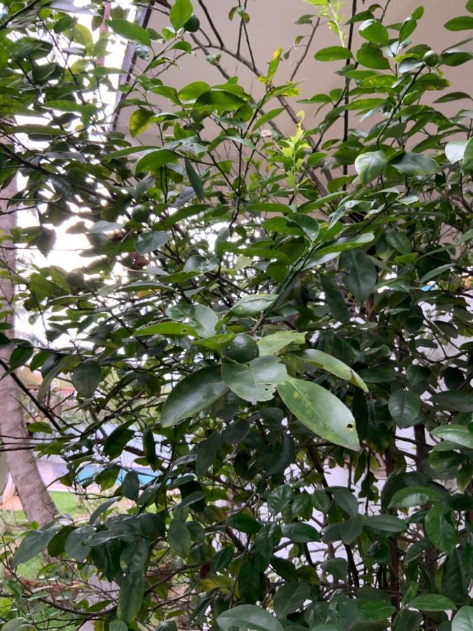 Lali Villa & Fruit Garden كالي المظهر الخارجي الصورة