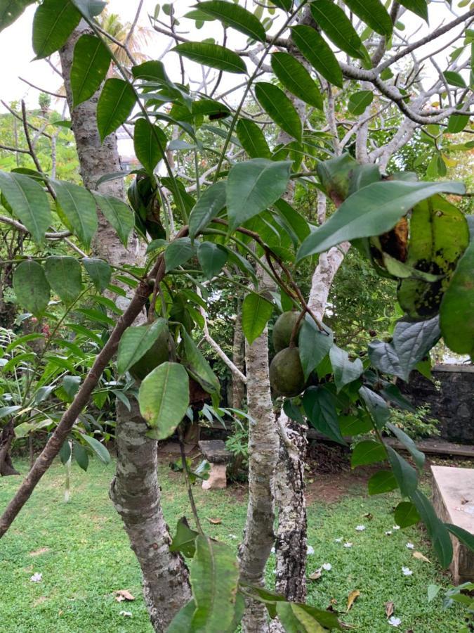 Lali Villa & Fruit Garden كالي المظهر الخارجي الصورة