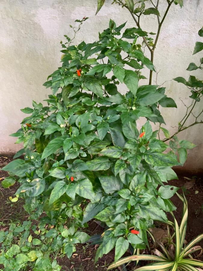 Lali Villa & Fruit Garden كالي المظهر الخارجي الصورة