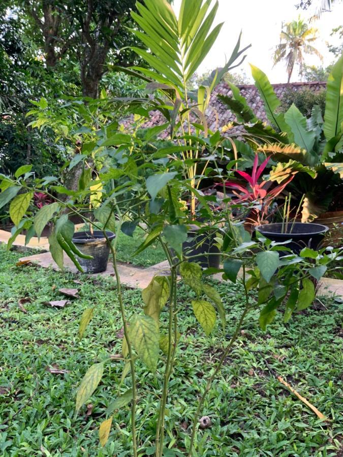 Lali Villa & Fruit Garden كالي المظهر الخارجي الصورة