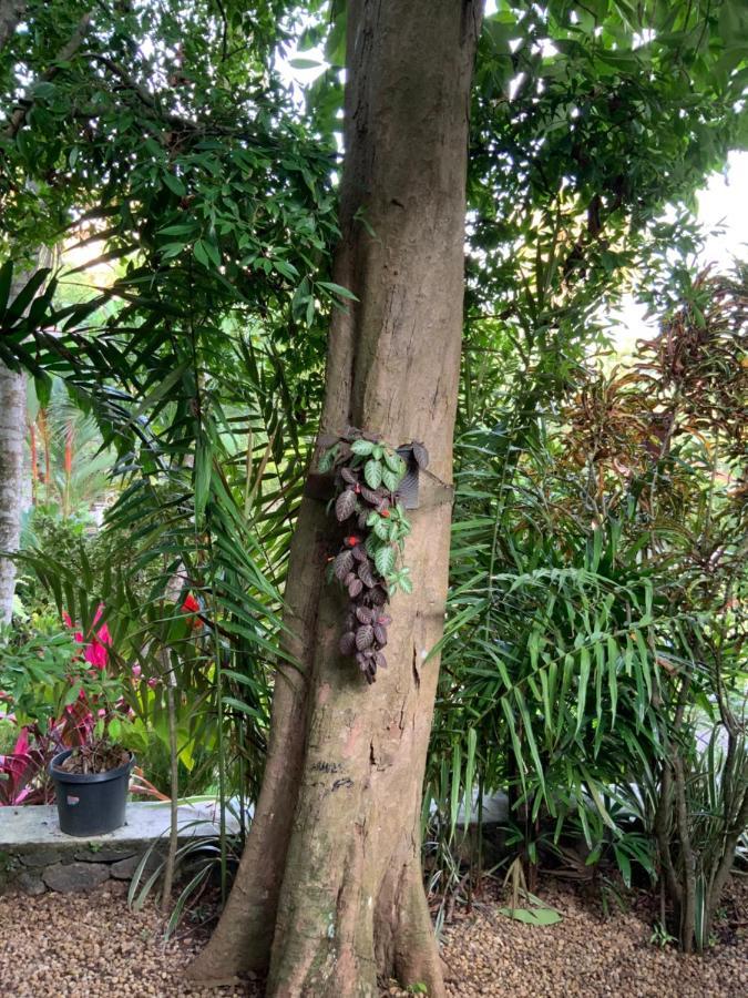 Lali Villa & Fruit Garden كالي المظهر الخارجي الصورة